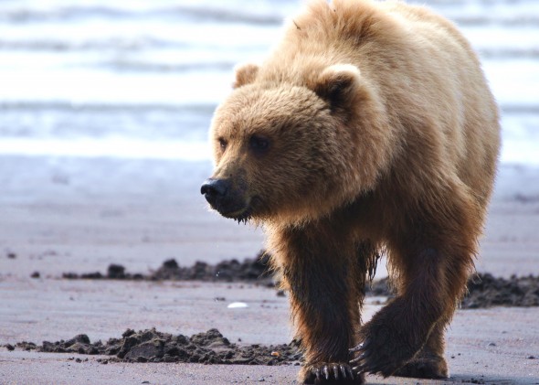 Alaska-Bear-590x421.jpg