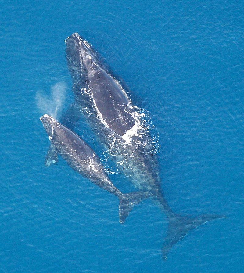 800px-Eubalaena_glacialis_with_calf.jpg