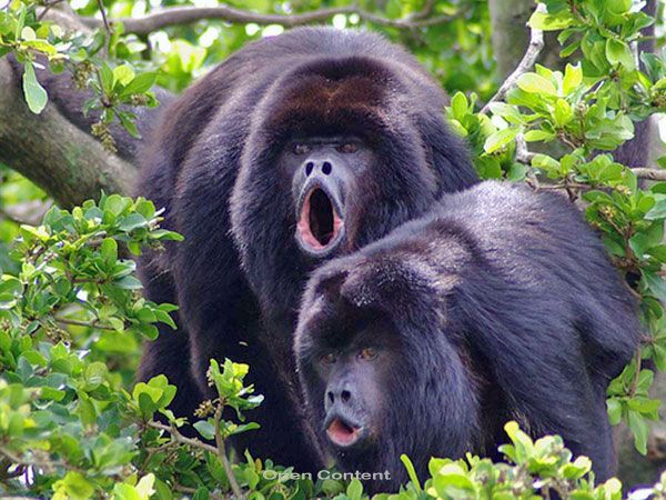 gtb-belize-community-baboon-sanctuary.jpg