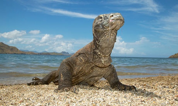 Komodo-Dragon-on-Komodo-I-006.jpg